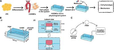 Engineering a Human Pluripotent Stem Cell-Based in vitro Microphysiological System for Studying the Metformin Response in Aortic Smooth Muscle Cells